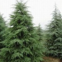 南京信誠(chéng)雪松低價(jià)直銷