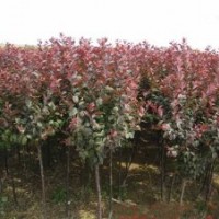 山東泰山子豪苗木合作社供應(yīng)：櫻花 白蠟 法桐 旱柳 黃櫨 紅楓 紫