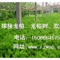 龍柏哪里好？首選日照南湖苗木基地