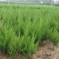 基地批發(fā)爬地柏.蜀檜.塔柏.北京檜.灑金柏.龍柏.圓柏