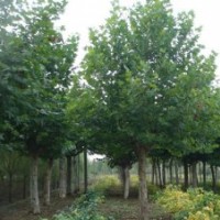 河北大規(guī)格法桐苗圃基地