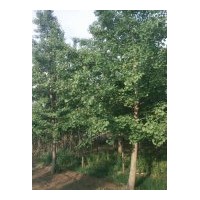 18公分銀杏樹：18公分嫁接樹一般1100元左右