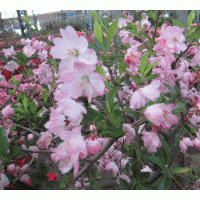 供應(yīng)北美海棠，西府海棠，垂絲海棠，冬紅海棠