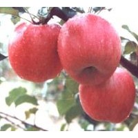 供應(yīng)矮化蘋果苗，甜柿苗，晚秋黃梨苗，石榴苗，油桃苗