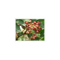 供應(yīng)花椒苗，大紅袍花椒苗，大青皮花椒苗