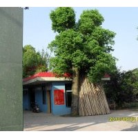 供應(yīng)：桂花、香樟、廣玉蘭、黃山欒樹(shù)、羅漢松