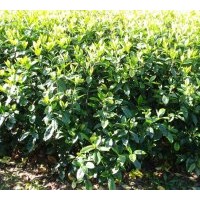 出售小葉梔子花、金葉女貞 小葉女貞