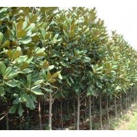 出售廣玉蘭 欒樹，白蠟，國槐，海棠，青桐，五角楓，三角楓