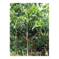 成都低價木蘭5-7公分