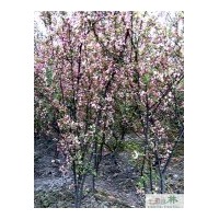 供應(yīng)日本晚櫻花米徑：8-10公分成都晚櫻花