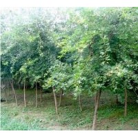 成都三角楓干徑8-9公分