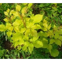 供應(yīng)金葉復(fù)葉槭，金葉復(fù)葉槭，花葉復(fù)葉槭，粉葉復(fù)葉槭等彩葉樹