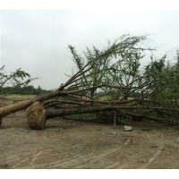 銀杏樹基地直供各種規(guī)格的銀杏樹