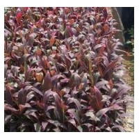 四川灌木朱焦高度：40-50公分