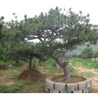 大型油松 景觀松 盆景 苗木基地