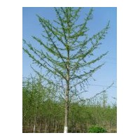 供應(yīng)1-80公分各種規(guī)格銀杏樹