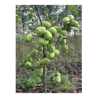 供應(yīng)木瓜樹