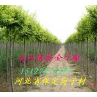 供應(yīng)金葉榆 矮接金葉榆