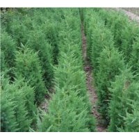 大量出售北京儈柏