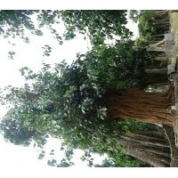 供應(yīng)菩提樹 80-120公分