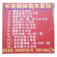 供應自產(chǎn)工程苗木：櫻花 大葉女貞 欒樹 玉蘭 百日紅 七葉樹 紅葉