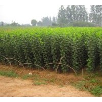 大量供應甜茶苗