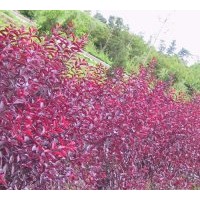 大量供應(yīng)金葉女貞  紅葉小檗