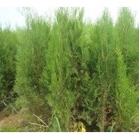 供應2米以上側柏土球苗