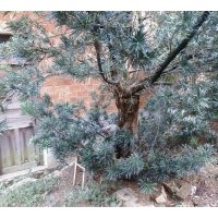 出售羅漢松，樟樹(shù)，桂花，銀杏，紫薇