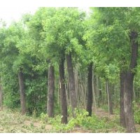 常年出售各種規(guī)格的優(yōu)質(zhì)國槐