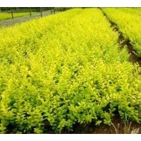 供應(yīng)金葉女貞