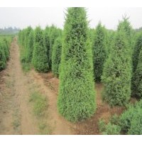 供應(yīng)望都塔檜 檜柏