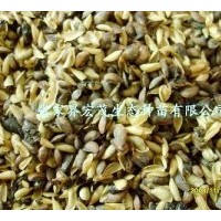 供應(yīng)黃柏種子，黃柏苗，造林苗黃柏