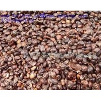 供應(yīng)廣東含笑、景烈白蘭、景烈含笑