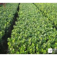 供應(yīng)天賜大葉黃楊球價(jià)格 黃楊球圖片