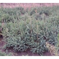 供應(yīng) 50至1.5米 的 青千 紅皮云山