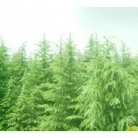 長期供應(yīng)南京雪松 廣玉蘭 香樟 女貞 桂花等