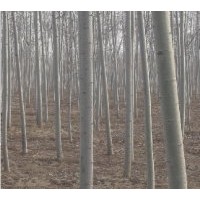 山東毛白楊，三培體毛白楊，毛白楊基地，毛白楊價(jià)格8-10公分毛白