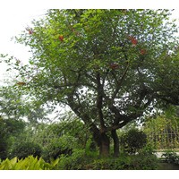 供應(yīng)各種規(guī)格杜英、小葉香樟、象牙紅