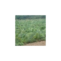 供白皮松小苗 白皮松種植