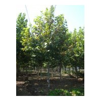 供應(yīng)15公分二年冠法桐