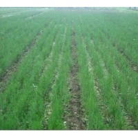 供應(yīng)側(cè)柏