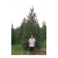 供陜西藍(lán)田白皮松工程苗