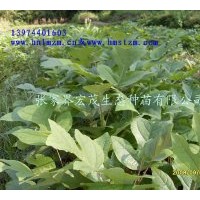 供應(yīng)馬褂木苗