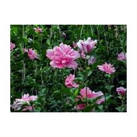 供應紫微，紅楓，櫻花，玉蘭，大量銷售