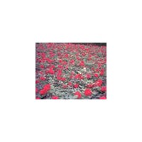 供應(yīng)金葉女貞，大小葉黃楊，紅葉小檗