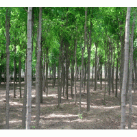 供應5-8公分香花槐，龍爪槐，刺槐，國槐