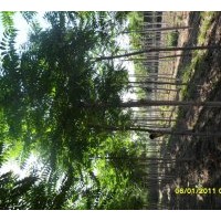 魯西苗木培育基地 毛白楊5000棵