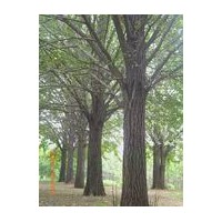 邳州市誠源銀杏苗圃場