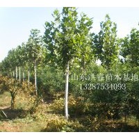 山東國槐 山東國槐價格 哪里有國槐小苗 速生國槐半成品